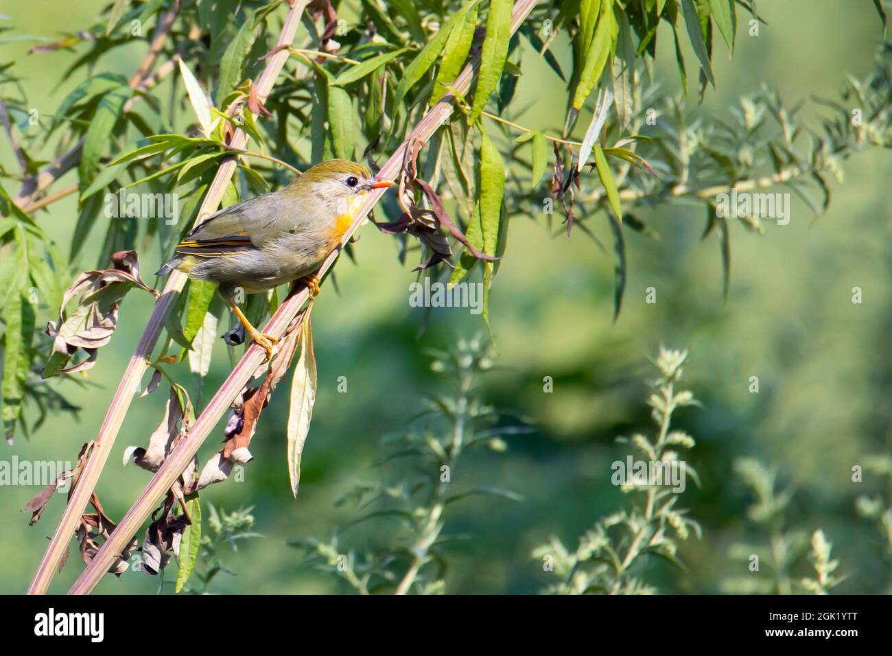 Il calciatore giapponese su un ramo verde in estate Foto Stock