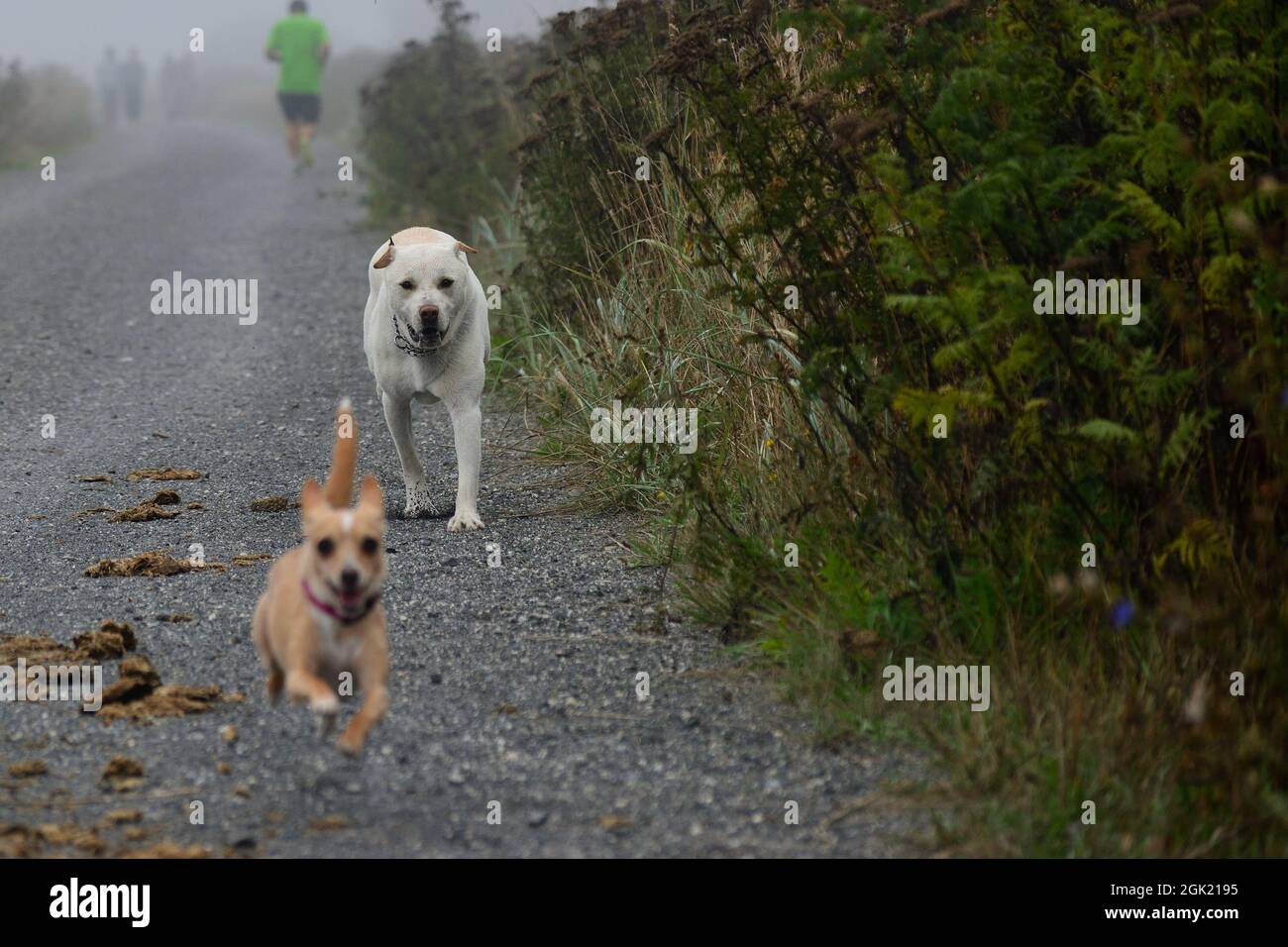 Inseguimento del cane Foto Stock