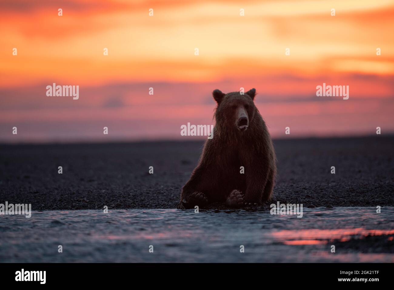 Orso bruno costiero dell'Alaska all'alba Foto Stock
