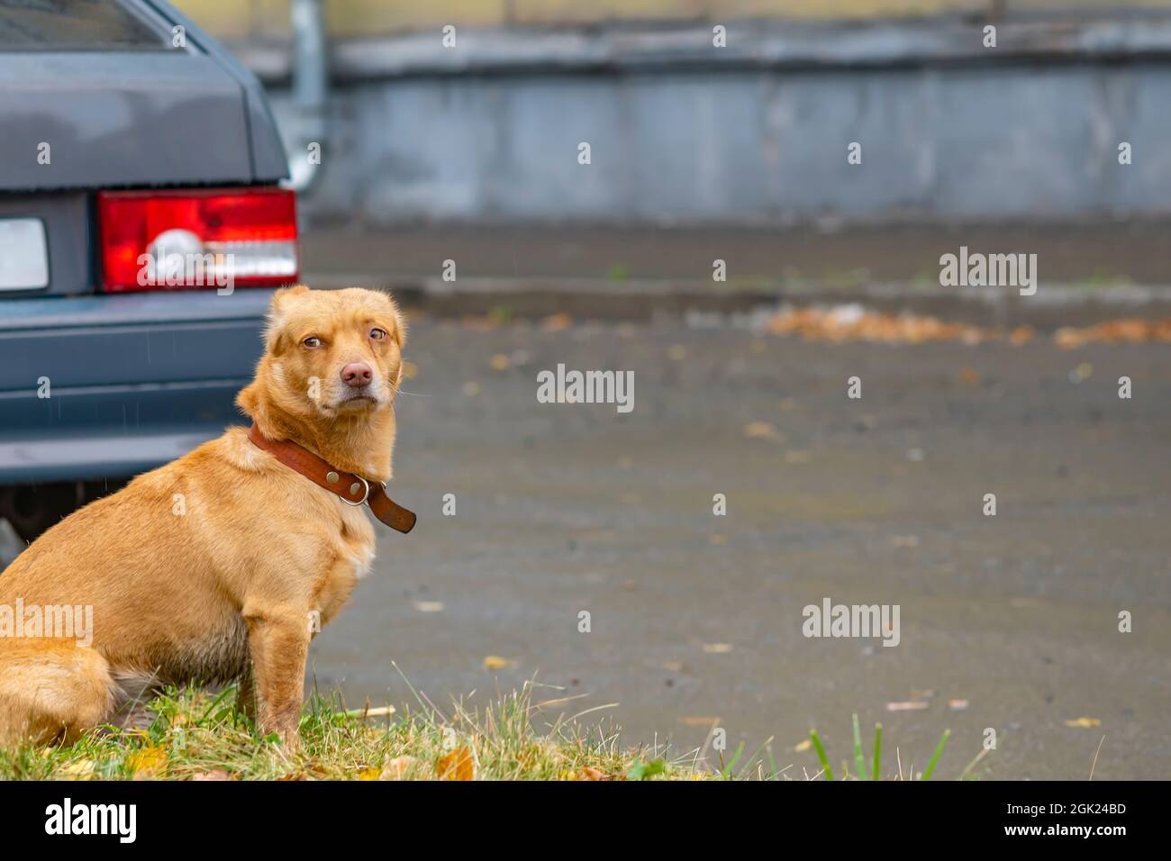 un cane perso con un collare è seduto sulla strada sotto una bella pioggia gocciolante Foto Stock