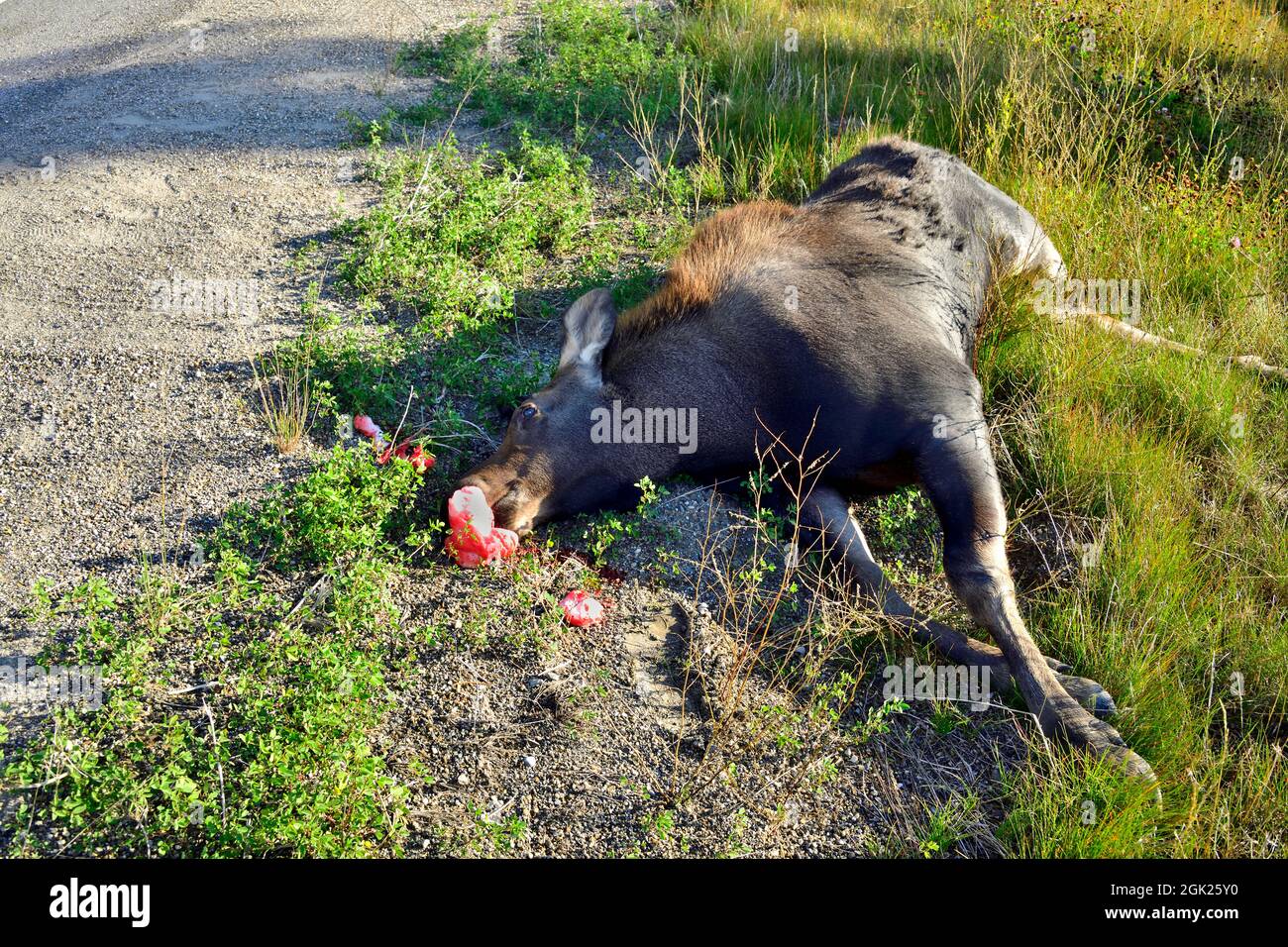 Una strada ha ucciso alce alce alce, morto sulla strada, vittima di un incidente stradale nella campagna Alberta Canada. Foto Stock