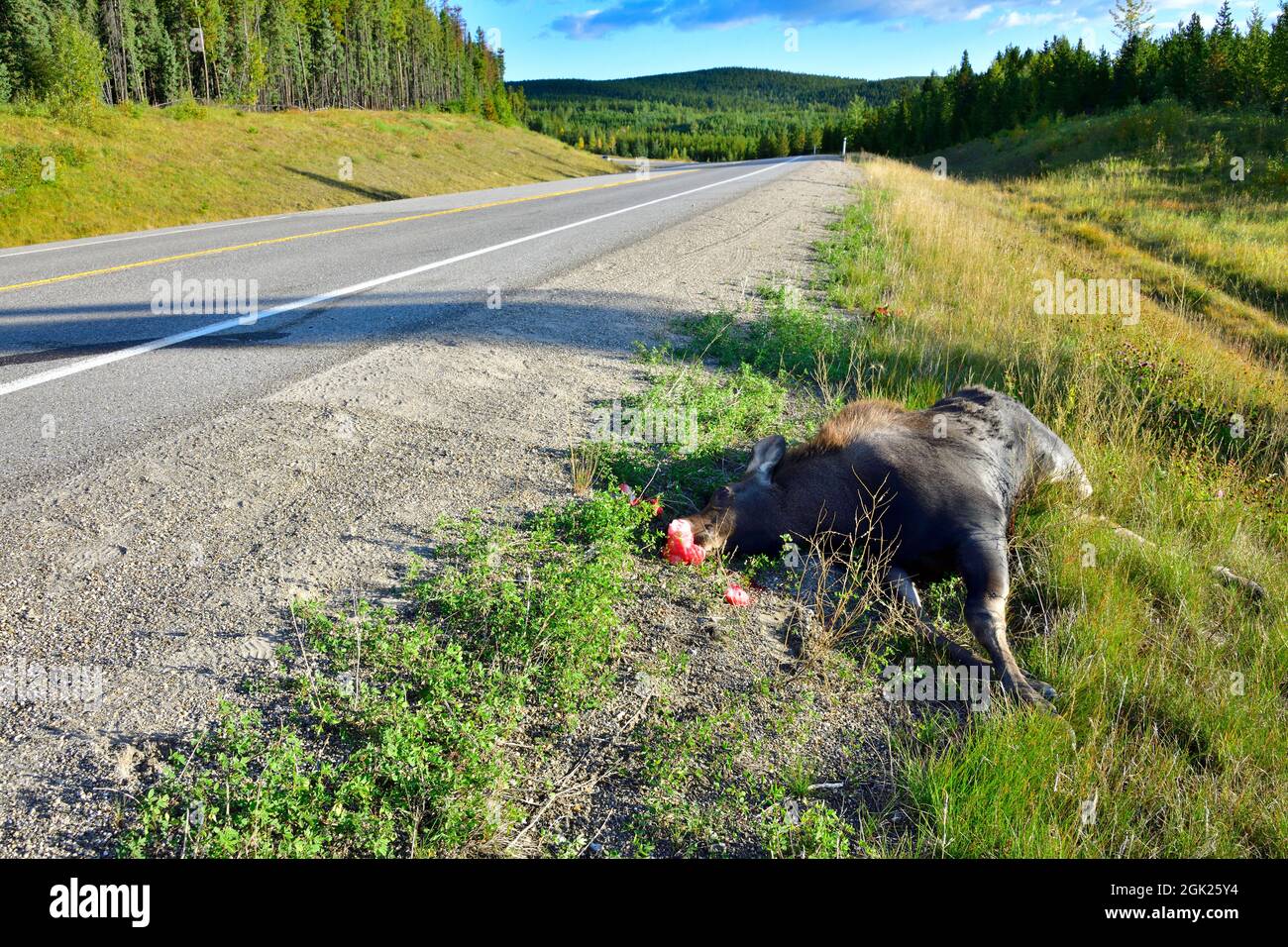 Una strada ha ucciso alce alce alce, morto sulla strada, vittima di un incidente stradale nella campagna Alberta Canada. Foto Stock