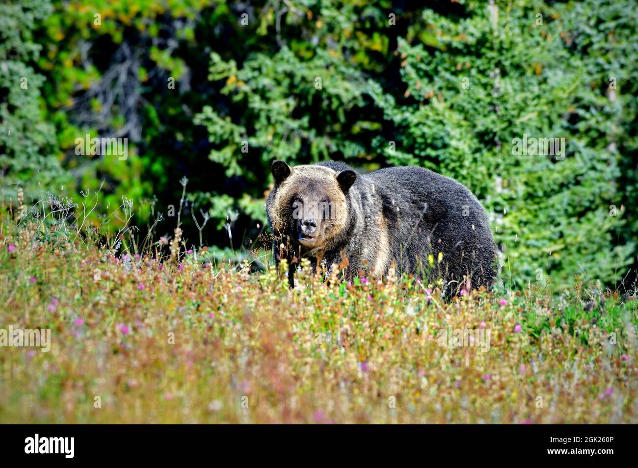 Un orso grizzly adulto 'Ursus arctos', che si nuota sulle radici delle piante nella campagna Alberta Canada Foto Stock