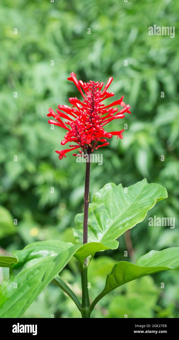 fiore di frespike o odonotonema, noto anche come punta di fiore rosso o endemico, attraente arbusto sparso sempreverde nel giardino Foto Stock