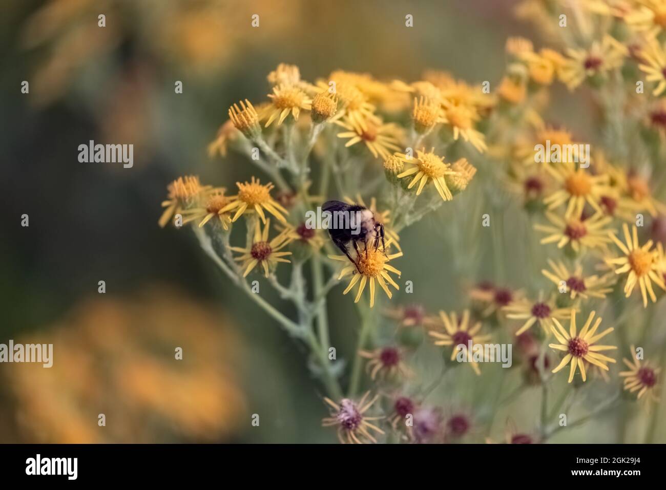 ape nero bumble seduta su fiori gialli nella tarda primavera Foto Stock