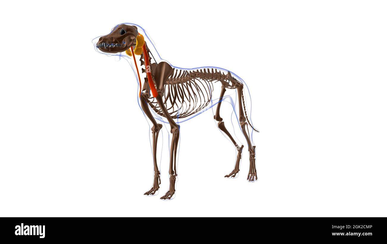 Cleidomastoideus muscolo del cane Anatomia per concetto medico illustrazione 3D Foto Stock