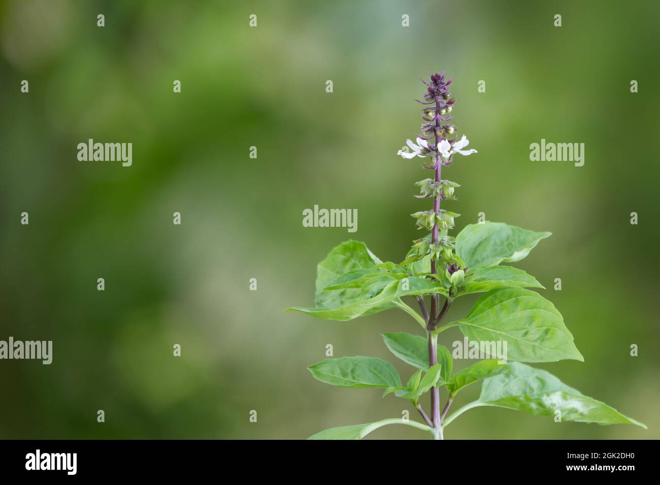 santa pianta di basilico con il fiore, erbe culinarie sano isolato nel giardino, primo piano vista su sfondo naturale Foto Stock