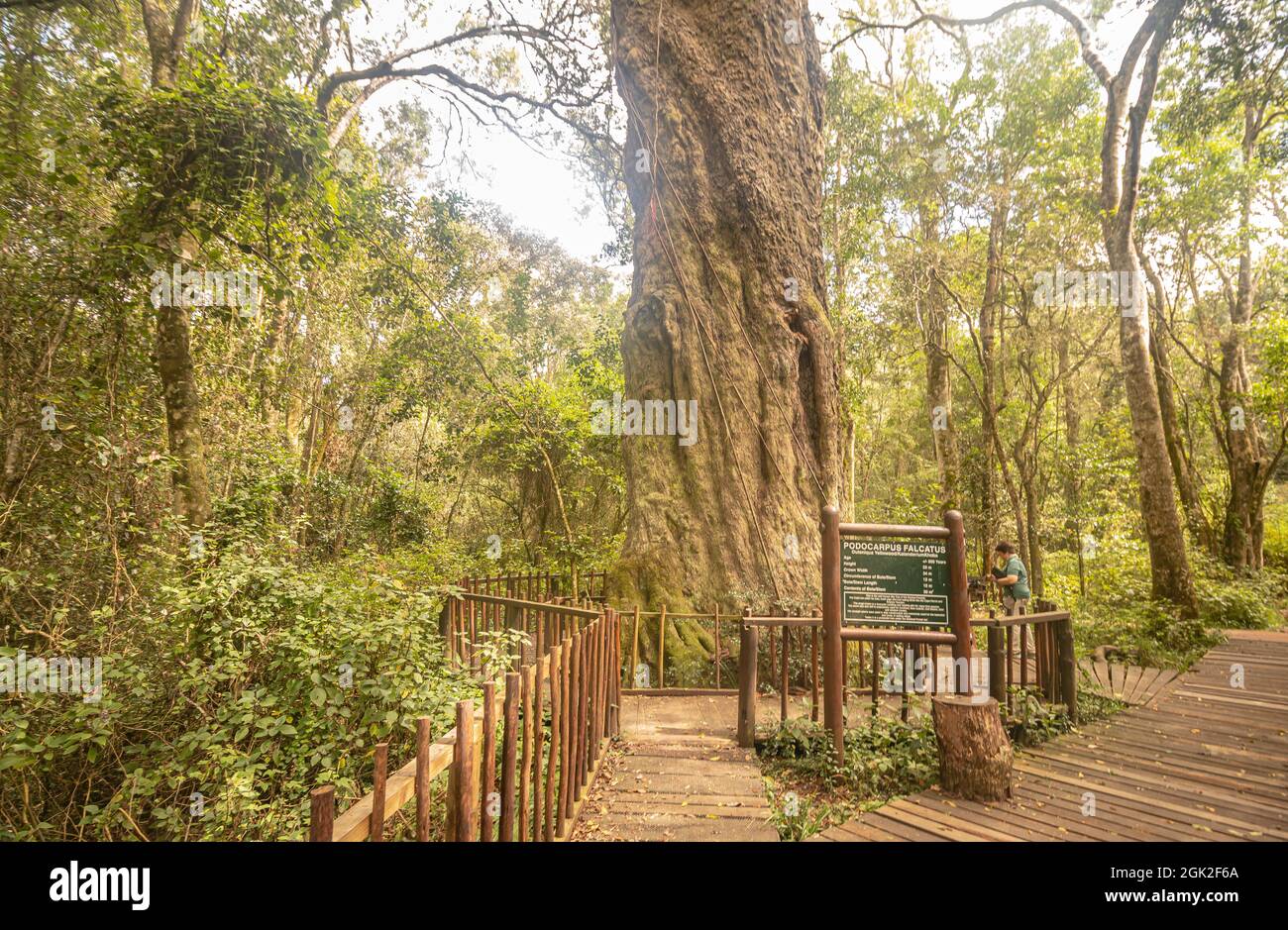 Woodville Big Tree (Quteniqua yellowwood) che ha detto di avere più di 800 anni in Wilderness lungo la Garden Route in Western Cape, Sud Africa. Foto Stock