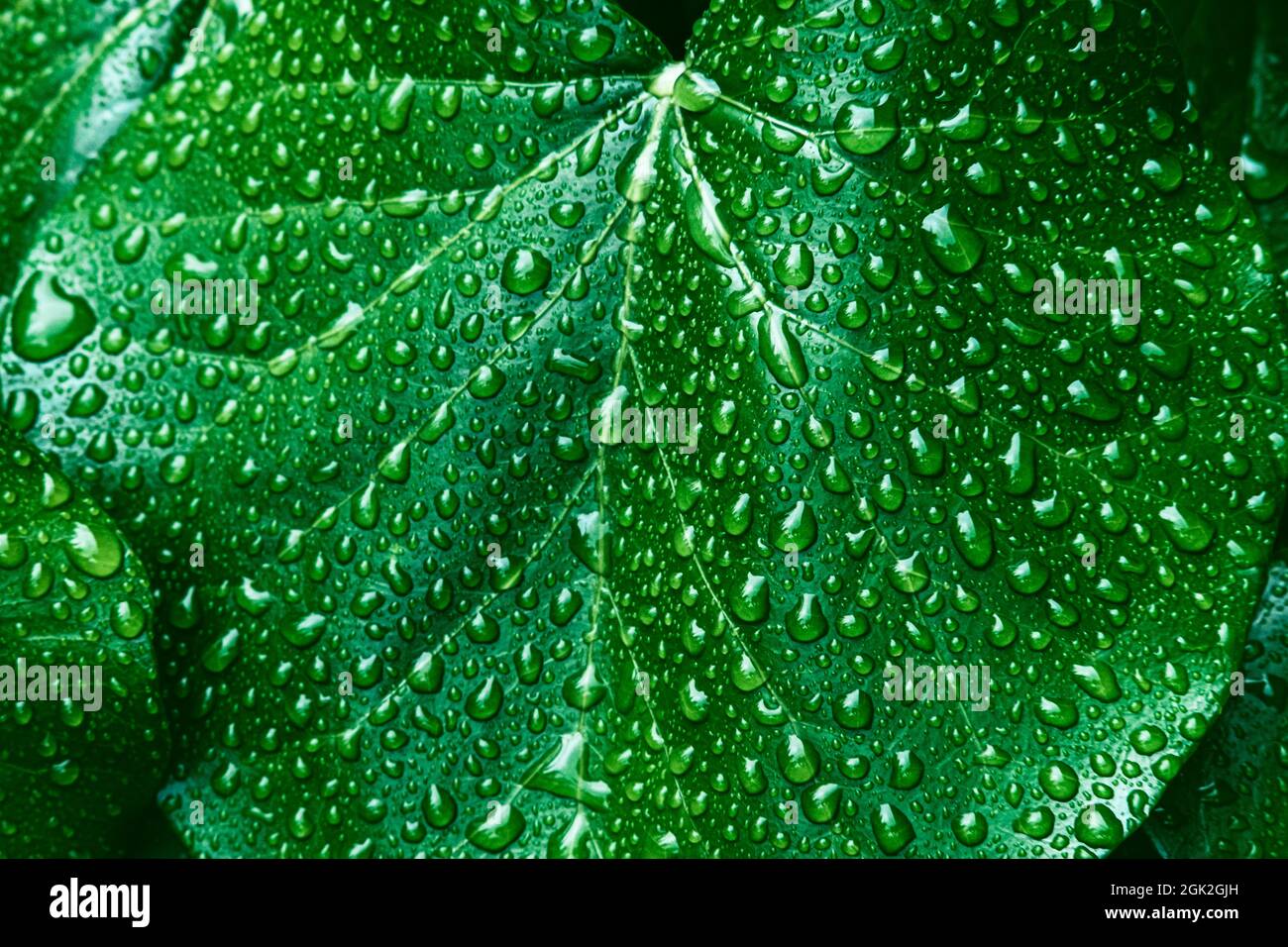 Consistenza di molte foglie fresche belle con gocce di pioggia. Sfondo naturale. Foto Stock