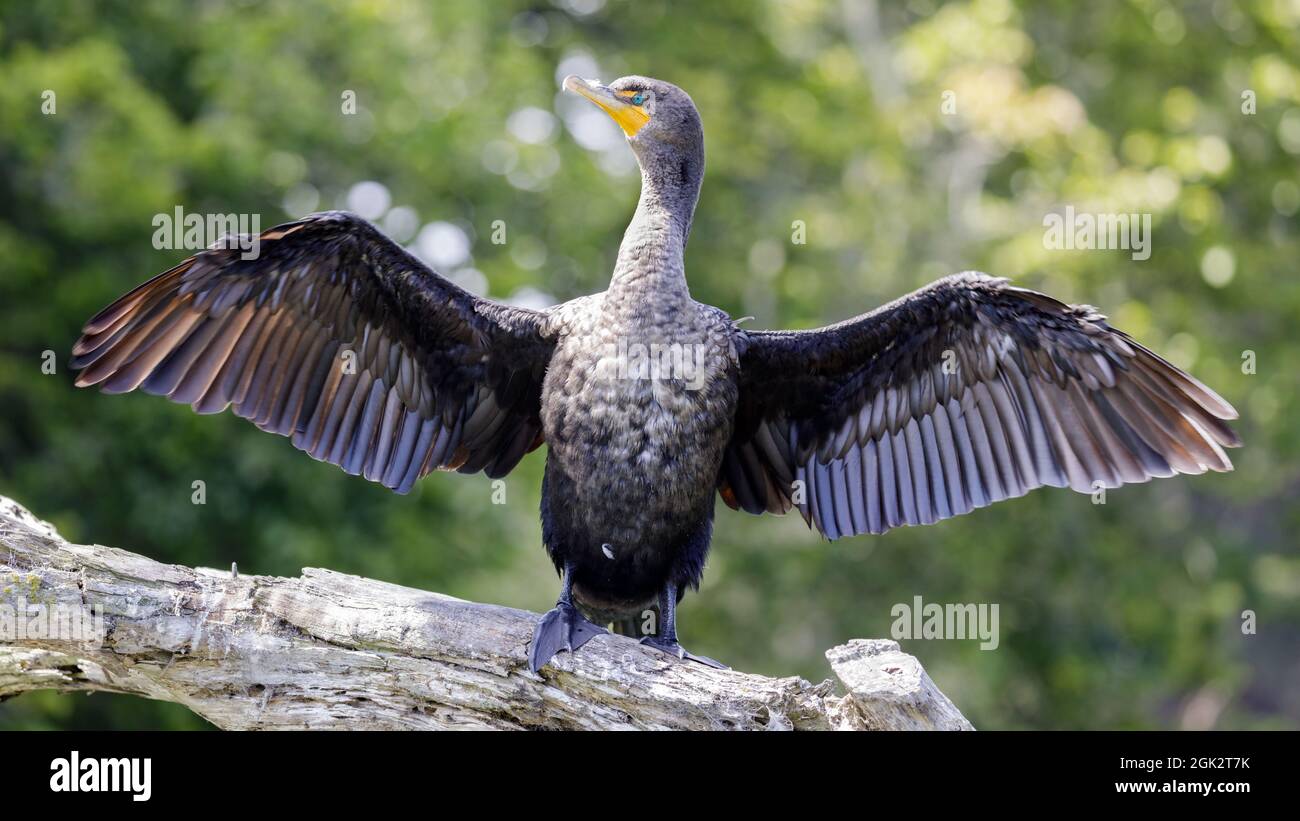 Cormorano a doppio crestato adulto in piedi con le sue ali spalancate, asciugando le sue ali bagnate. Stow Lake, San Francisco, California, Stati Uniti. Foto Stock