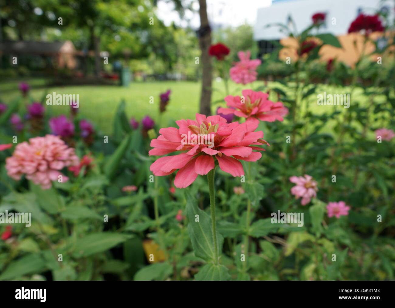 Campo di fiori nel giardino dalla Thailandia Foto Stock