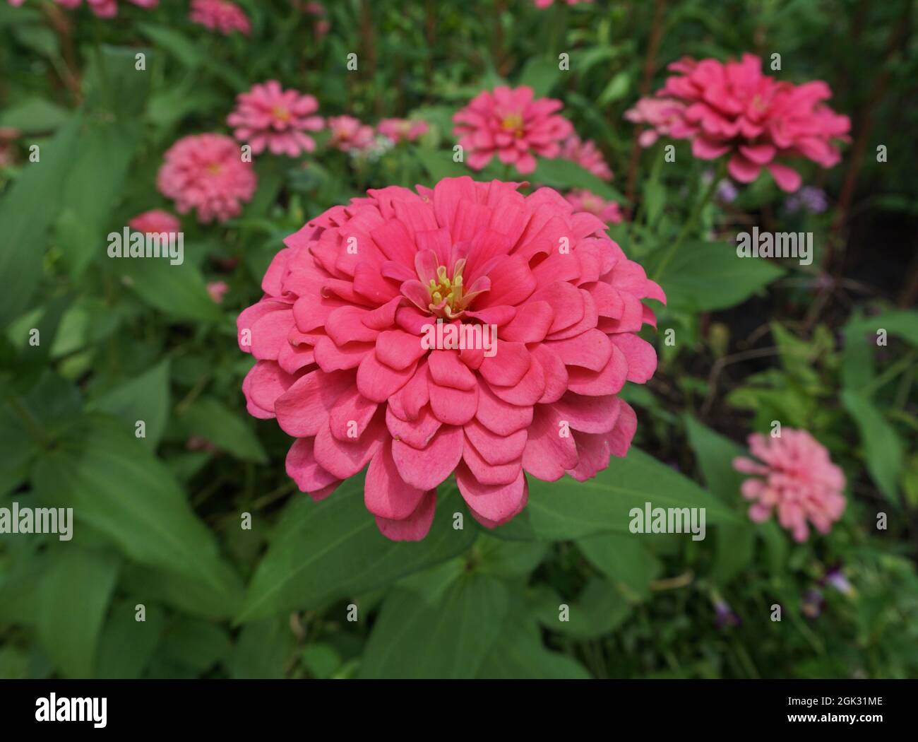 Campo di fiori nel giardino dalla Thailandia Foto Stock