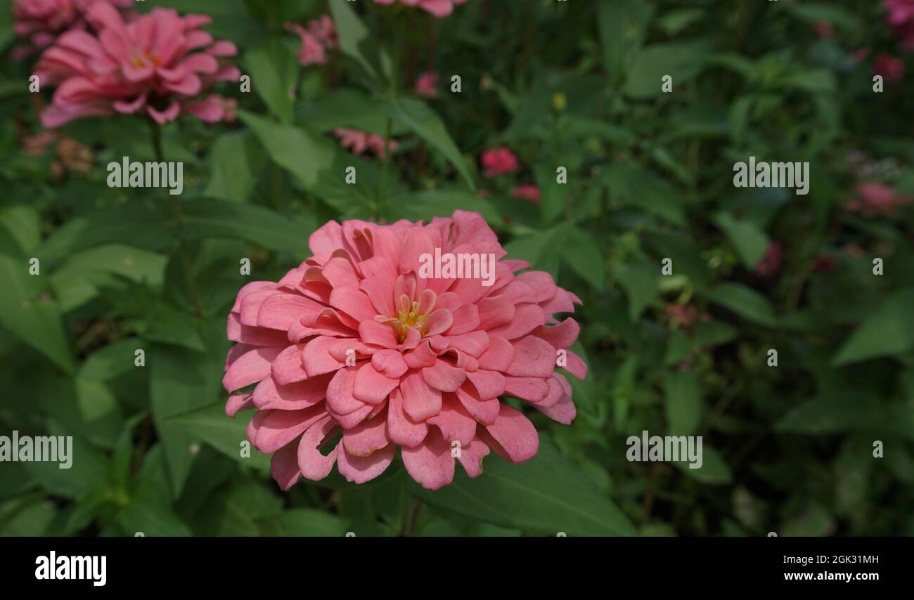 Campo di fiori nel giardino dalla Thailandia Foto Stock