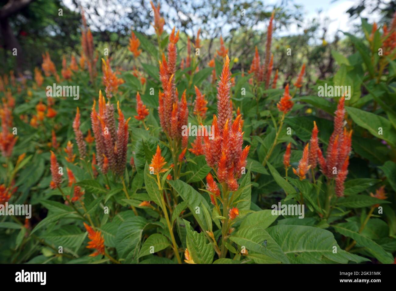 Campo di fiori nel giardino dalla Thailandia Foto Stock