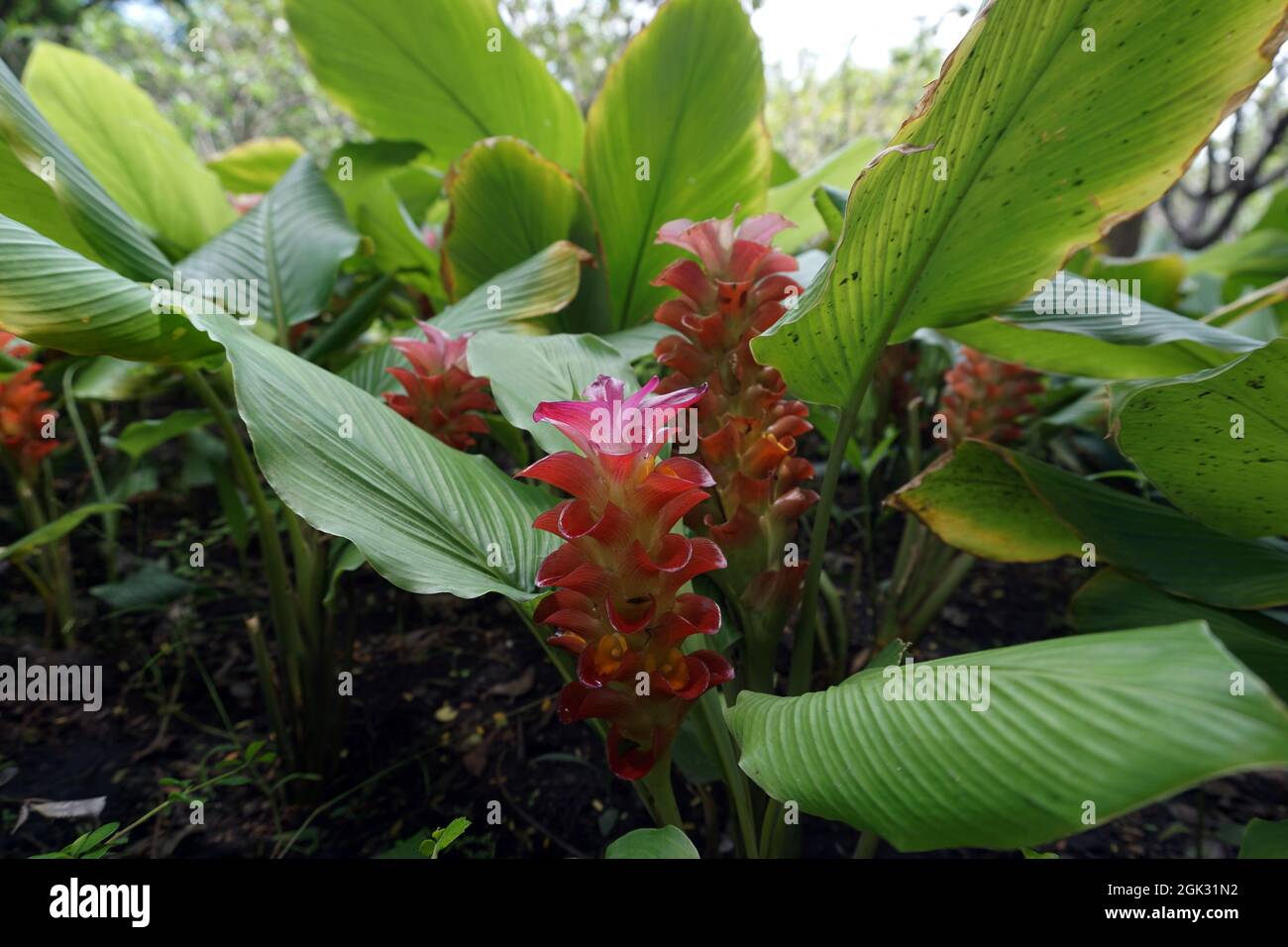 Campo di fiori nel giardino dalla Thailandia Foto Stock