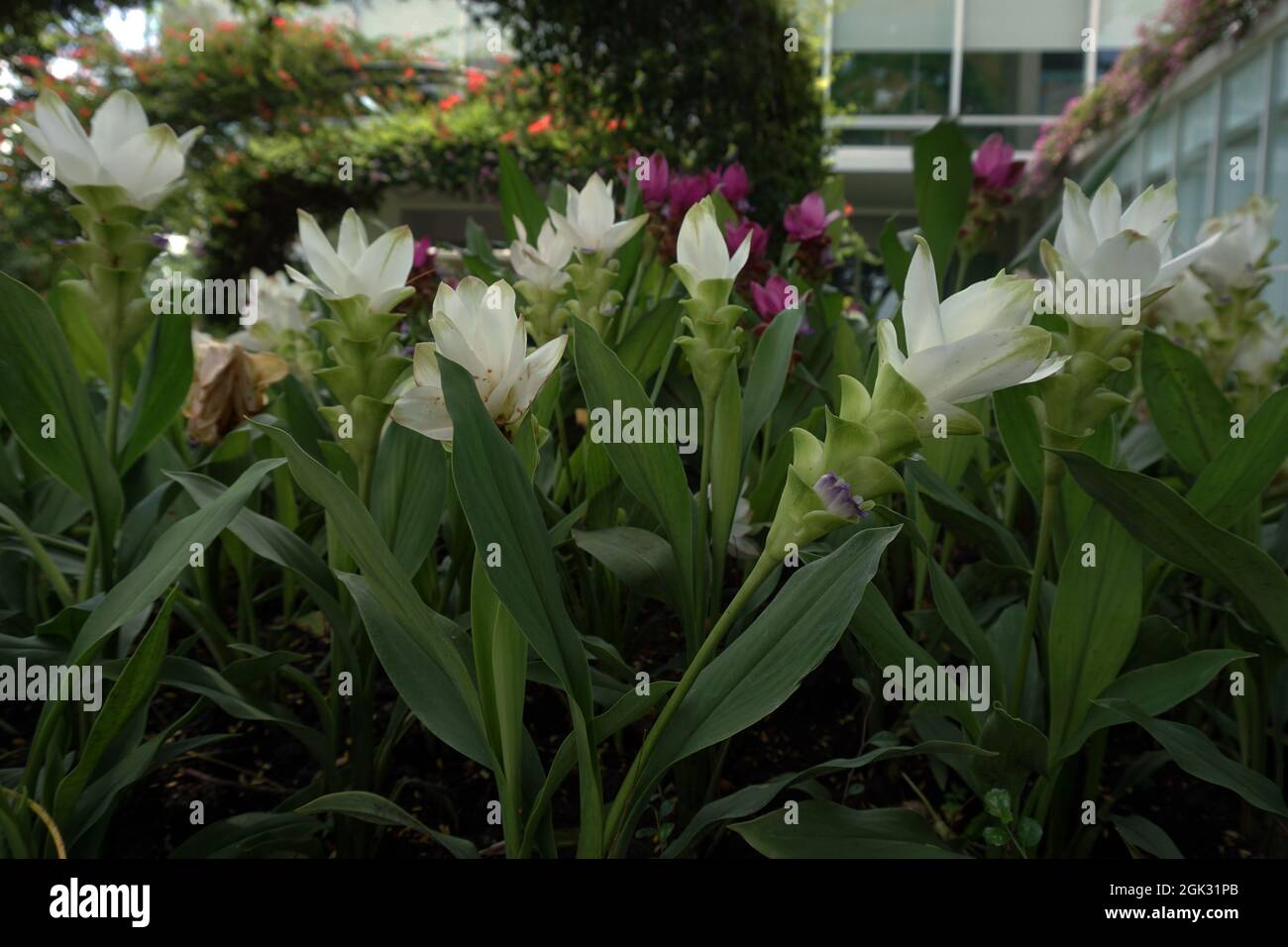 Campo di fiori nel giardino dalla Thailandia Foto Stock