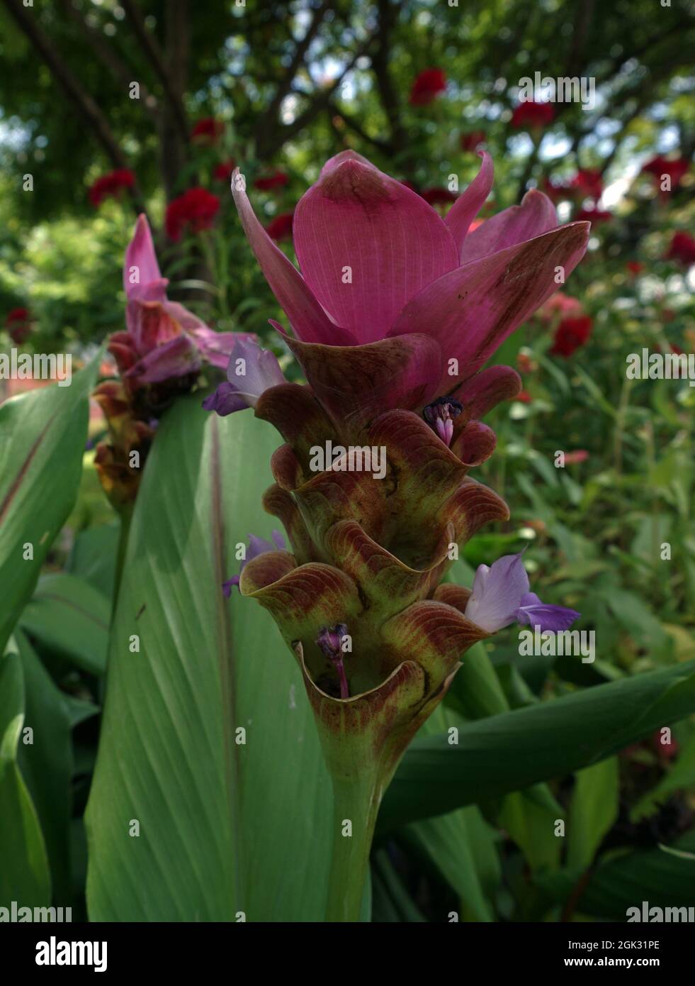 Campo di fiori nel giardino dalla Thailandia Foto Stock