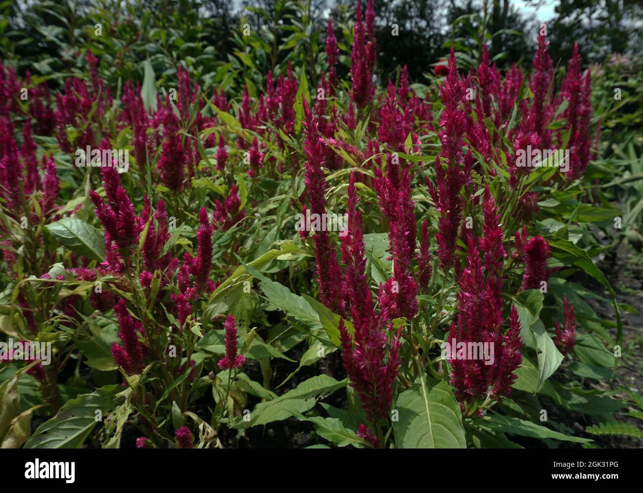Campo di fiori nel giardino dalla Thailandia Foto Stock
