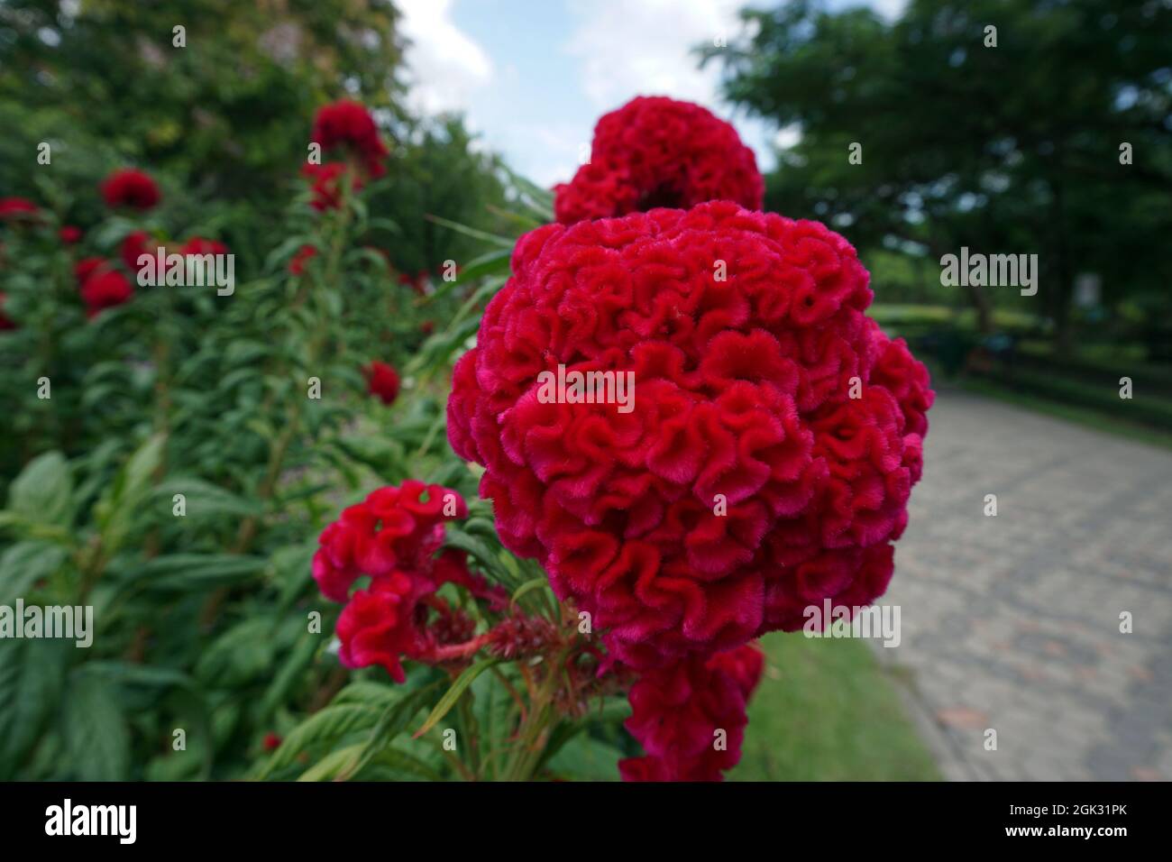Campo di fiori nel giardino dalla Thailandia Foto Stock