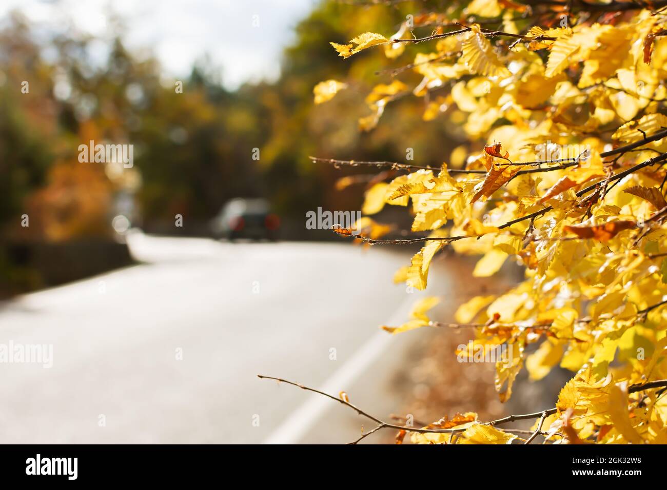 Una strada vuota in un colorato ambiente autunnale di foglie di arancio giallo. Una bella stagione autunnale all'aperto. Sfondo naturale, copia spa Foto Stock