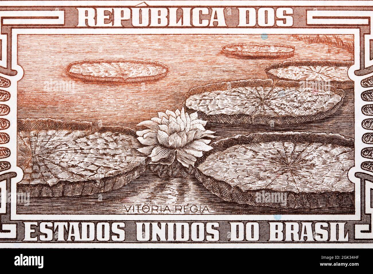 Victoria amazonica da vecchi soldi brasiliani Foto Stock