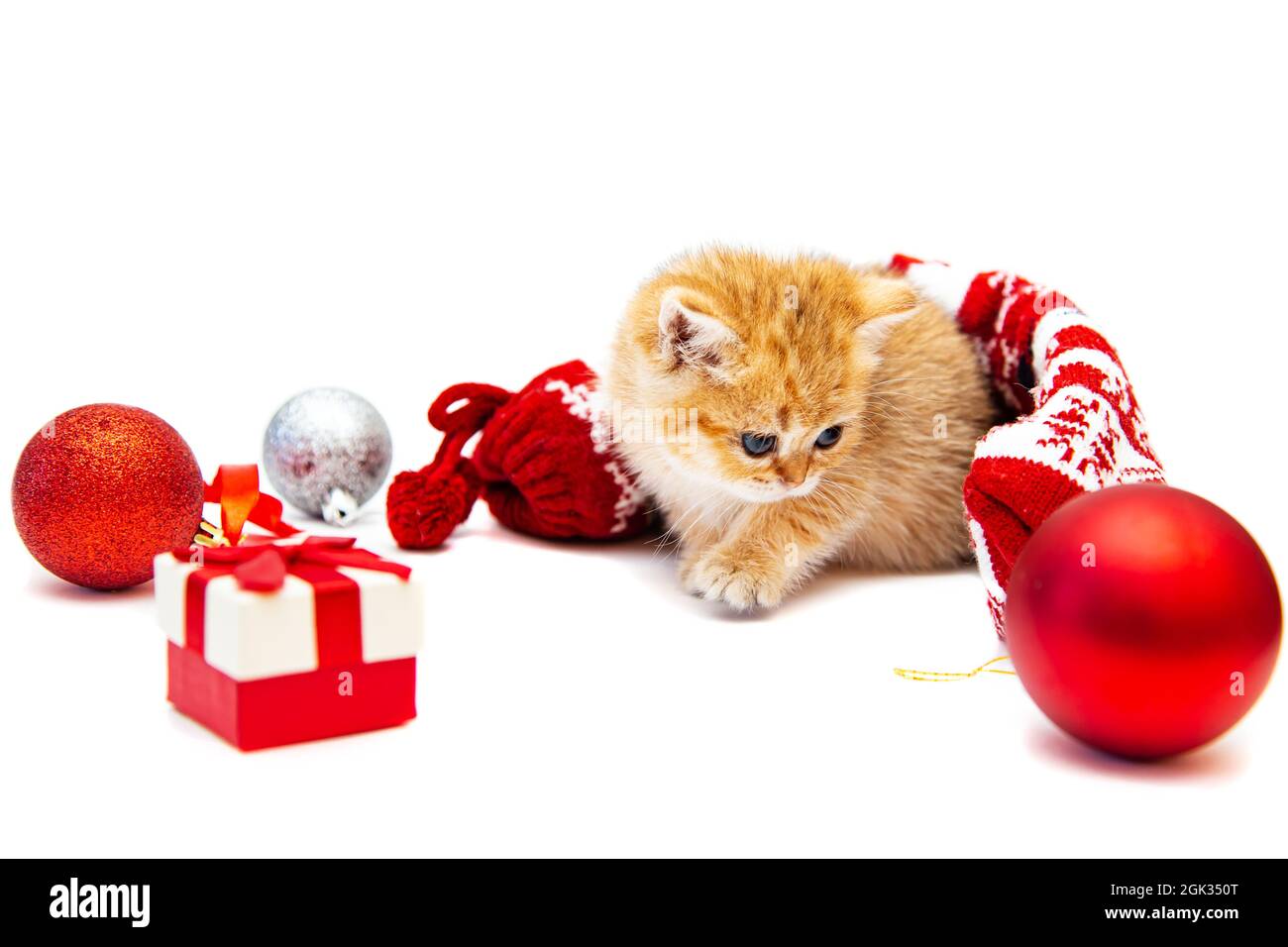 Ginger gattino inglese con decorazioni natalizie. Isolato su bianco. Foto Stock