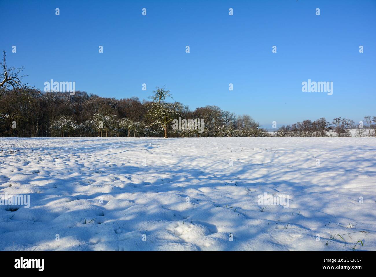 Paesaggio invernale con alberi, con neve e sly blu Foto Stock