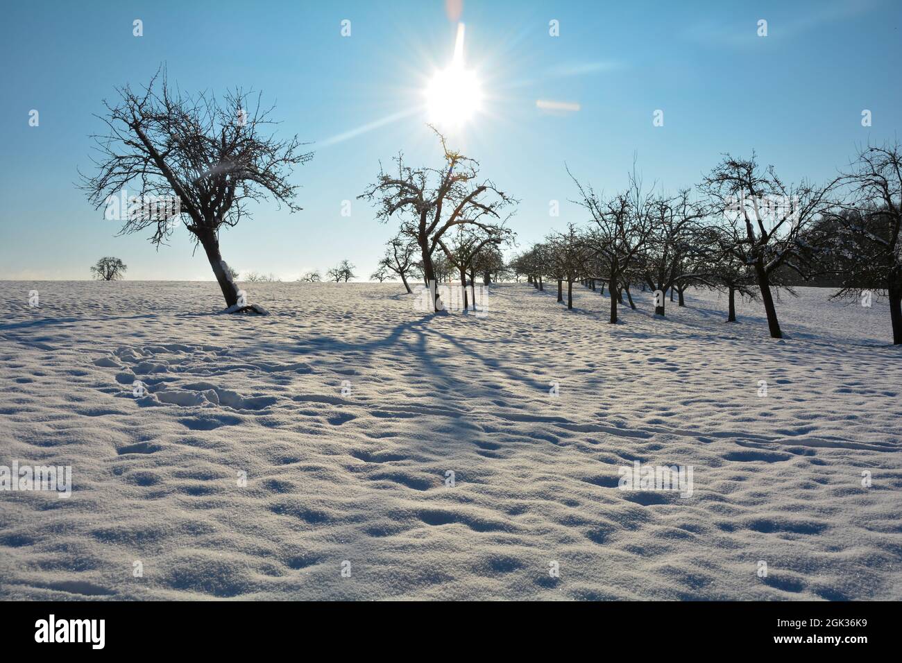 Molta neve in un paesaggio con alcuni alberi e sole di mattina presto Foto Stock