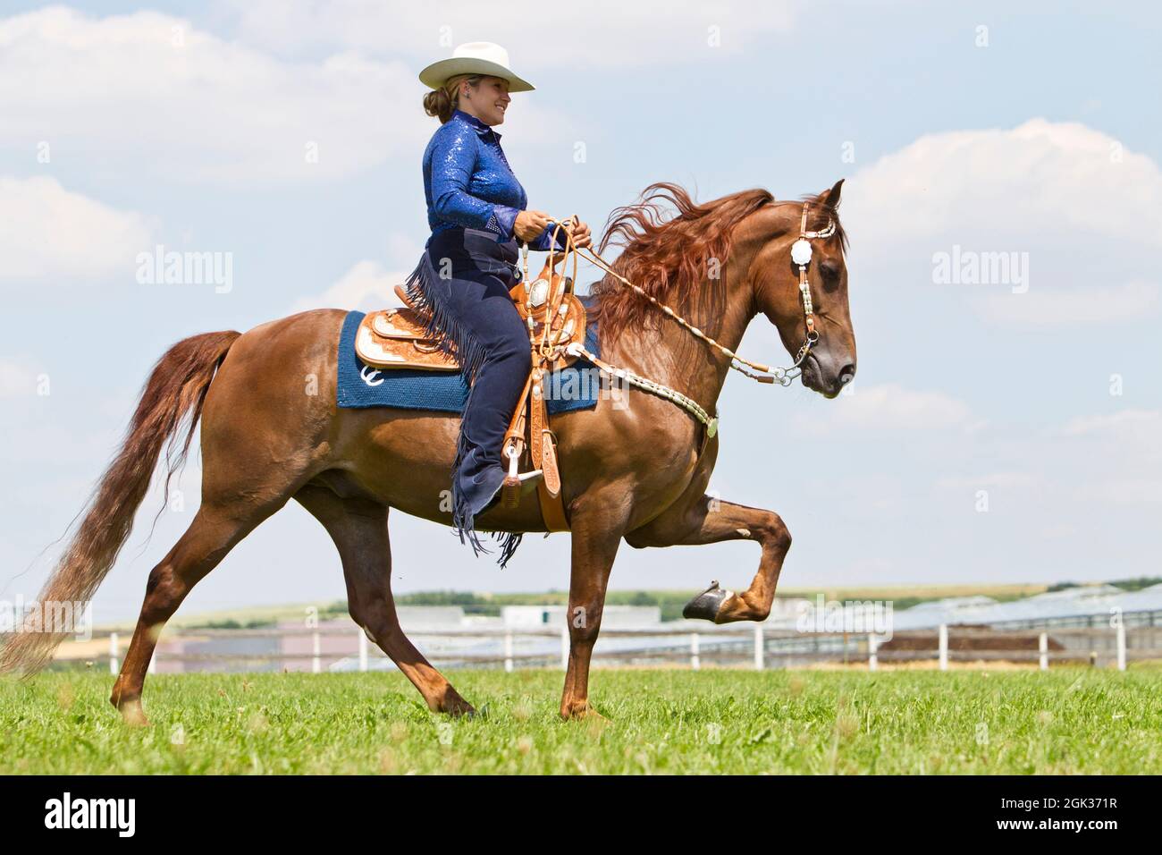 Tennessee Walking Horse. Un cavaliere su una castagna mare che esegue una passeggiata piatta. Germania Foto Stock