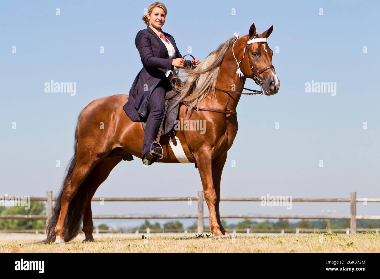 Tennessee Walking Horse. Un pilota sull'etichetta Custom Stallion palomino in piedi. Germania Foto Stock