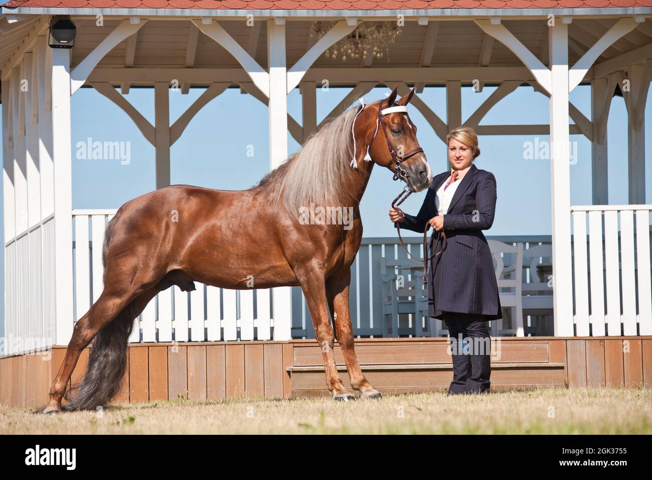 Tennessee Walking Horse. Una donna tiene il palomino stallone Custom Label di fronte ad un edificio tipico. USA Foto Stock