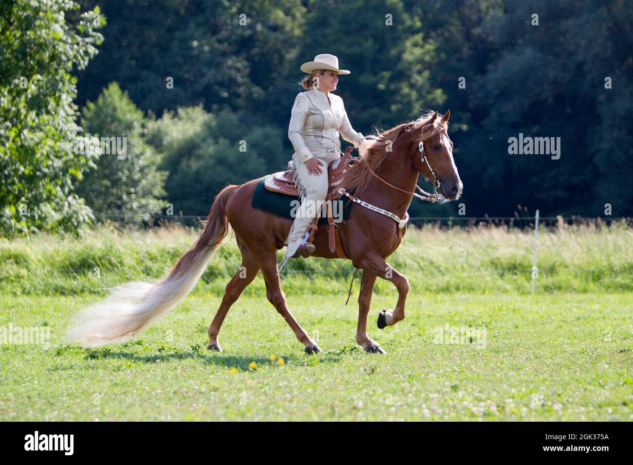 Tennessee Walking Horse. Un pilota su uno stallone palomino che esegue una passeggiata running walk. Germania Foto Stock