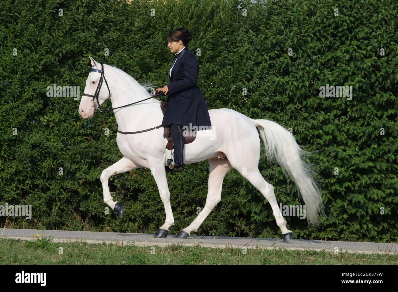 Tennessee Walking Horse. Un pilota su stallone bianco dominante che esegue la passeggiata di corsa di fronte a una siepe. Germania Foto Stock