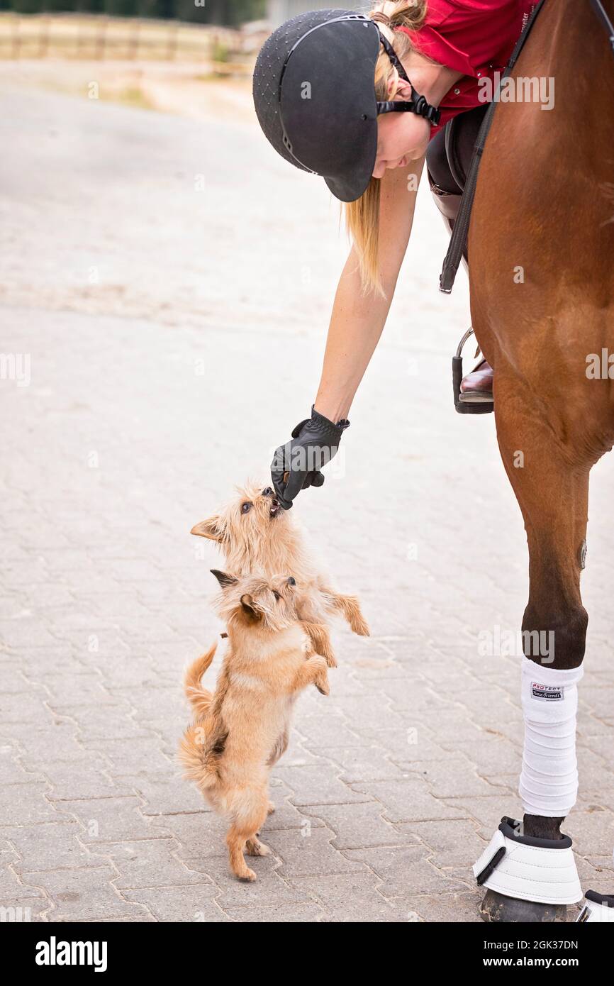 Razza mista (terrier?) cane. Madre e figlia si sceglino un cavaliere su un cavallo e si concedano un regalo. Germania Foto Stock