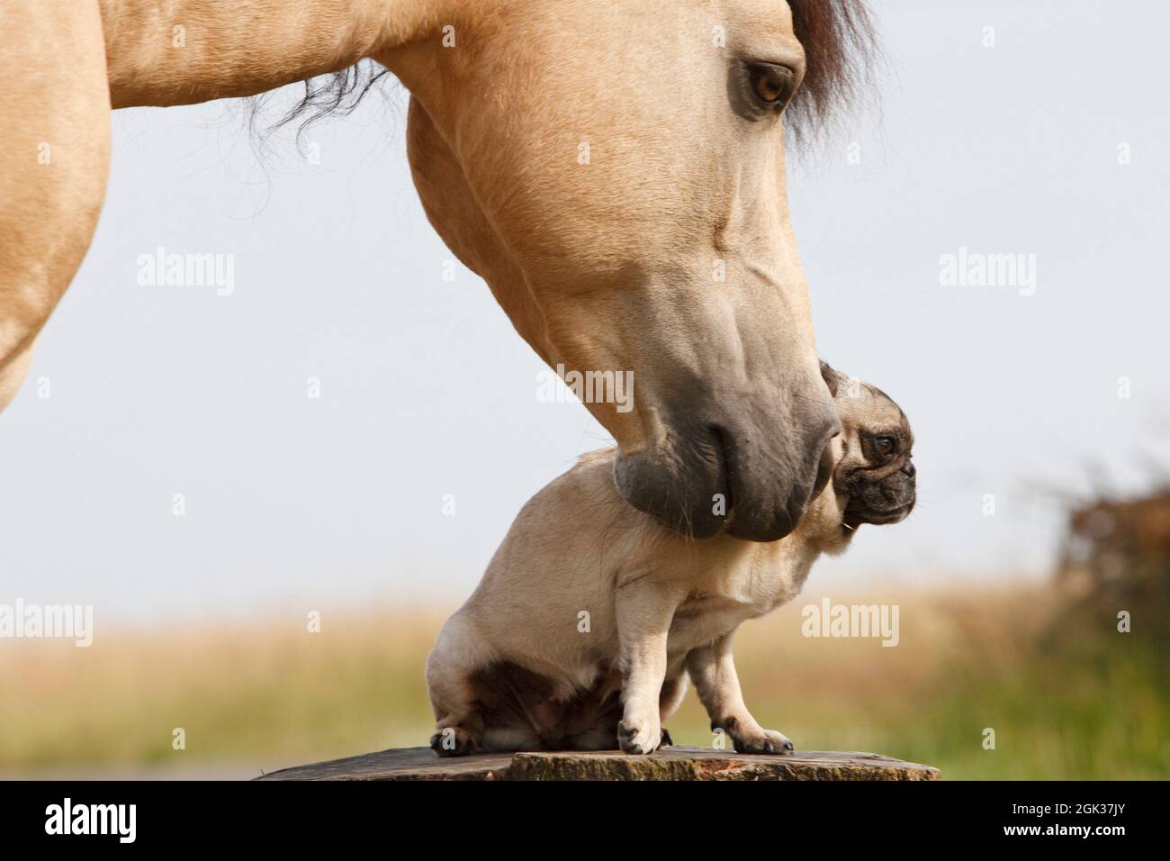 Cavallo Connemara e un cane pug. Germania Foto Stock
