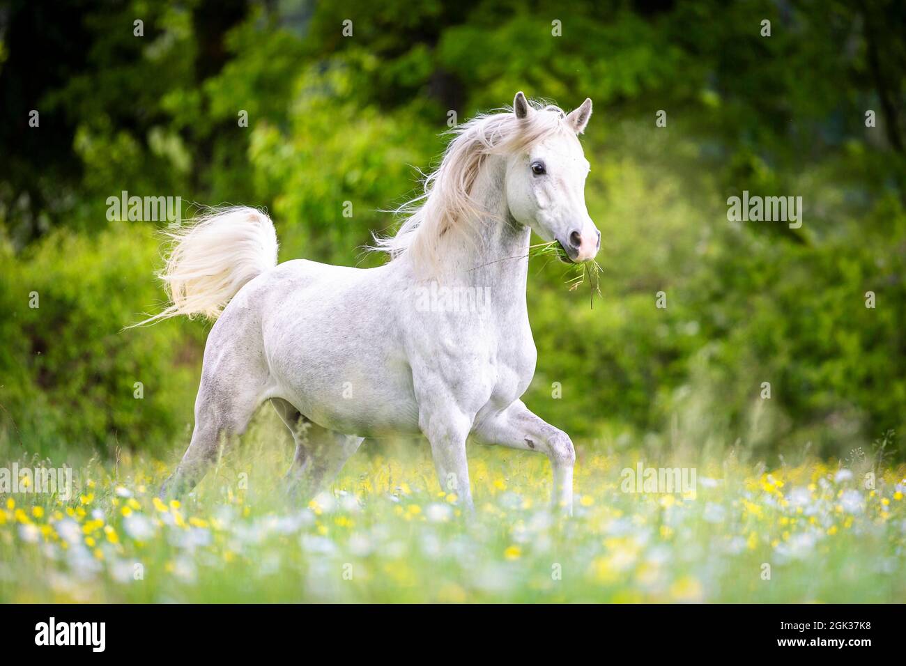 Cavallo Arabo. Gelateria grigia su un pascolo. Svizzera . Non per la copertura del calendario 2023 nei paesi tedesco-spaeking Foto Stock