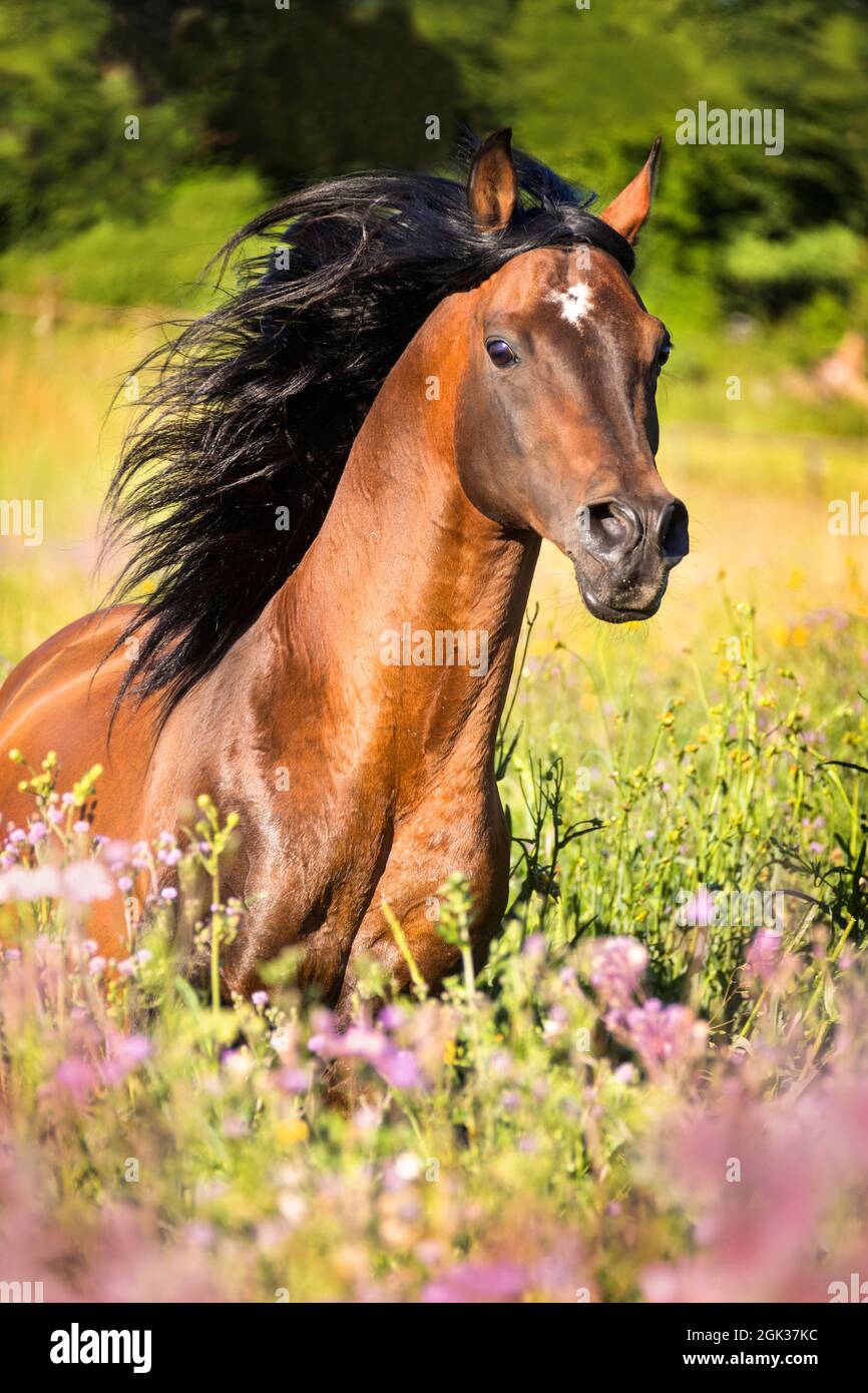 Cavallo Arabo. Bay stallone galoppante in un prato fiorito. Germania. Non per la copertura del calendario 2023 nei paesi tedesco-spaeking Foto Stock