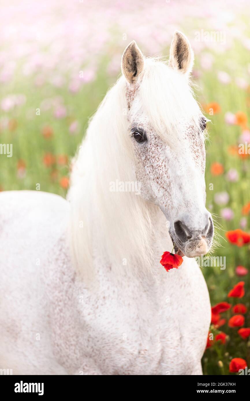 Cavallo Spagnolo puro, Andaluso. Ritratto di stallone grigio, mangiare un fiore Poppy. Germania Foto Stock