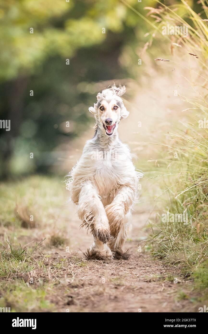 Sterlina afghana. Giovane She-dog che corre su un percorso. Germania Foto Stock