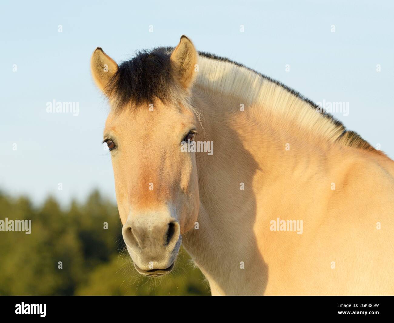 Cavallo norvegese del fiordo. Ritratto di adulto. Germania Foto Stock
