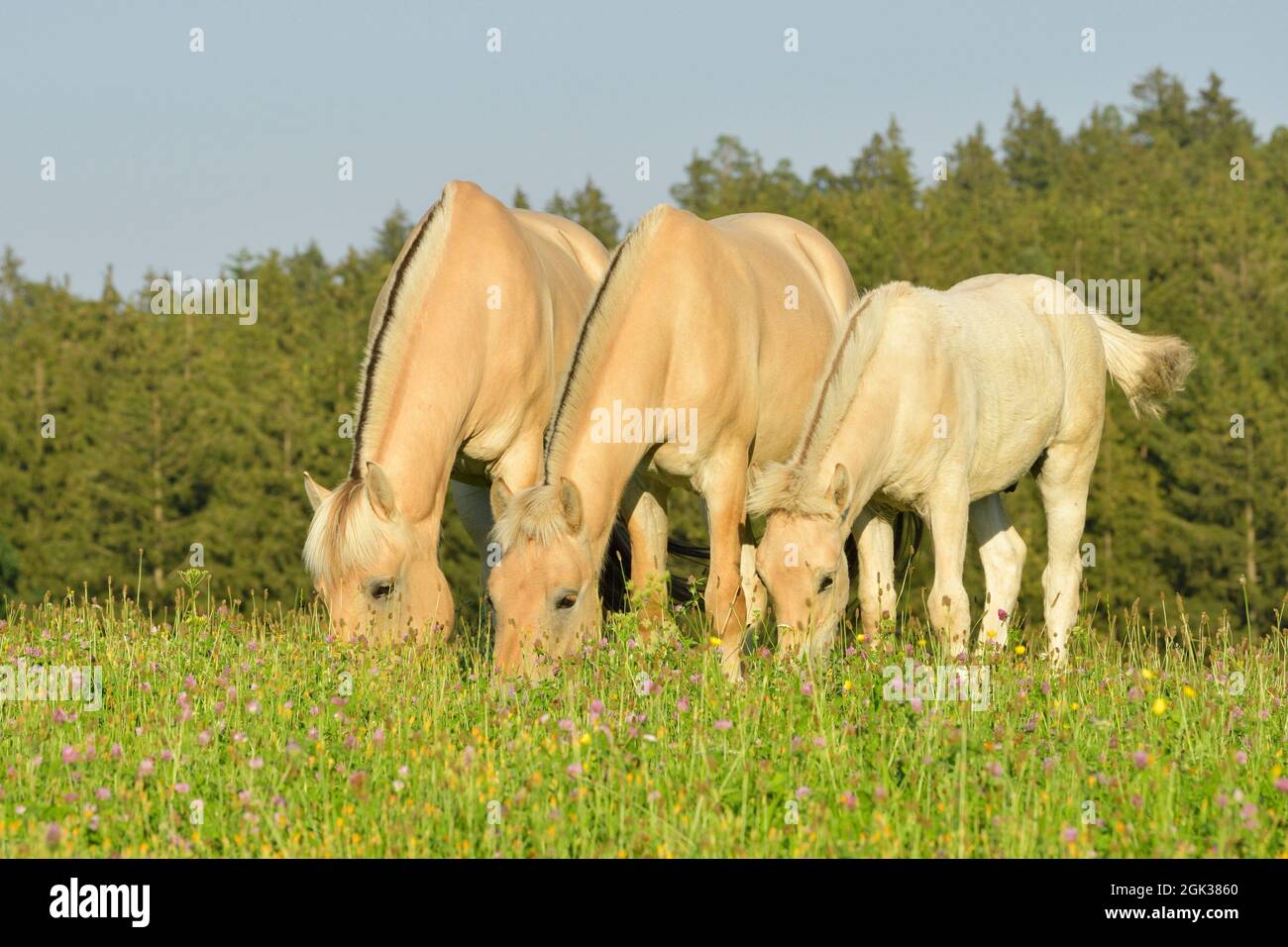 Cavallo norvegese del fiordo. Tre cavalli, pascolo su un prato. Germania Foto Stock