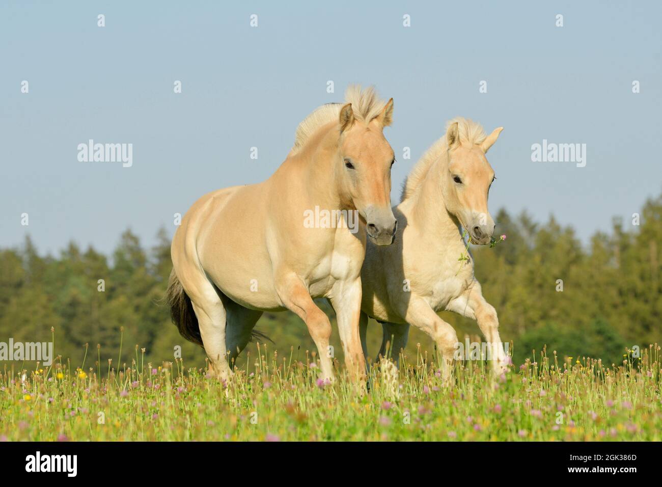 Cavallo norvegese del fiordo. Due cavalli, galoppando su un prato. Germania Foto Stock