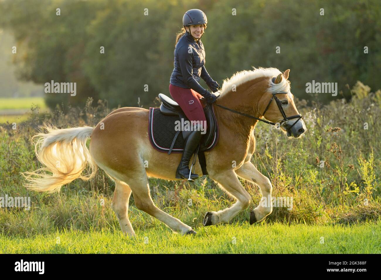 Giovane cavaliere su cavallo di Haflinger galopping in un prato in autunno Germania Foto Stock