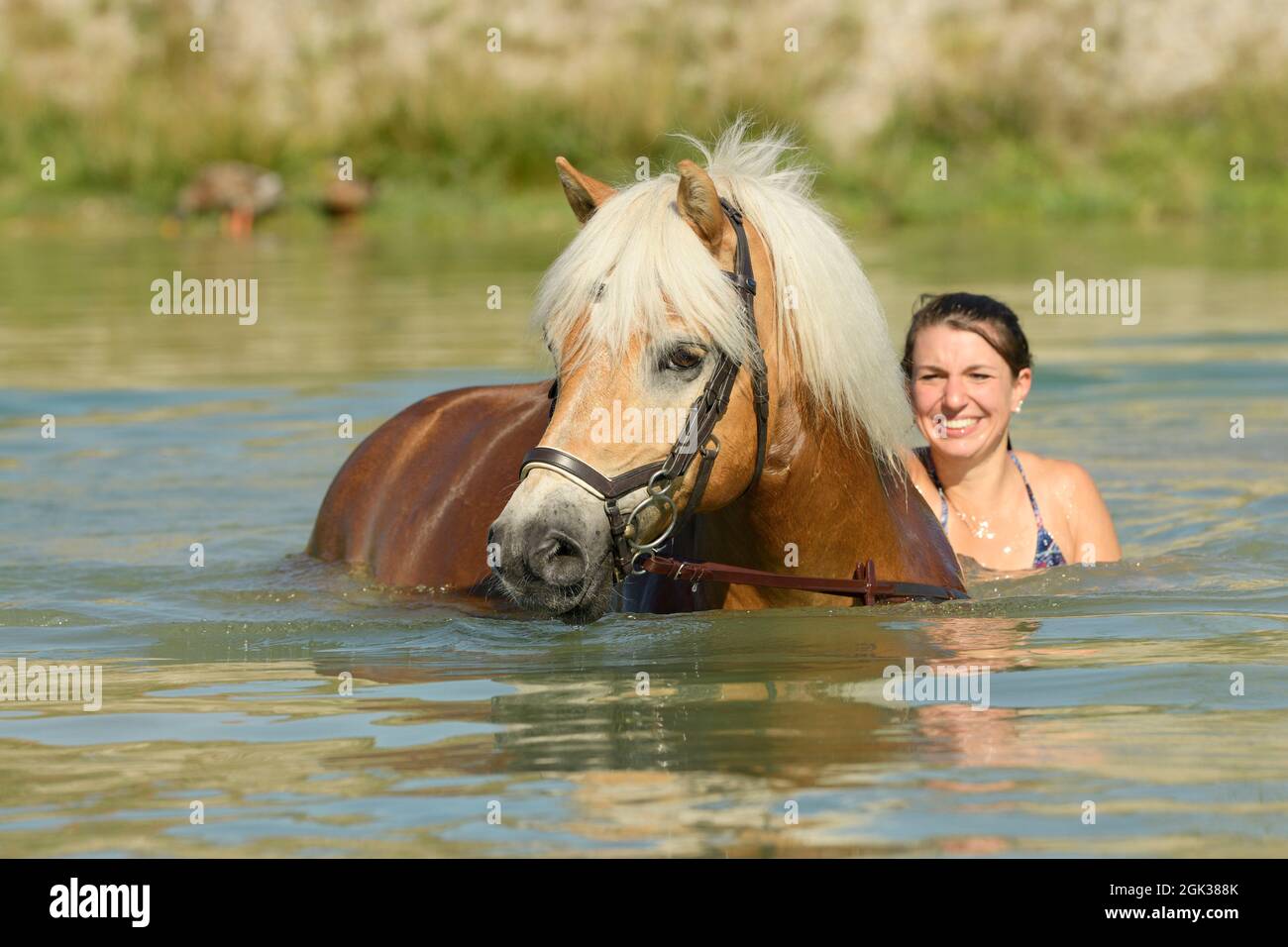 Cavalli di Razza Haflinger. Giovane donna di nuoto con il suo cavallo in un lago. Germania Foto Stock