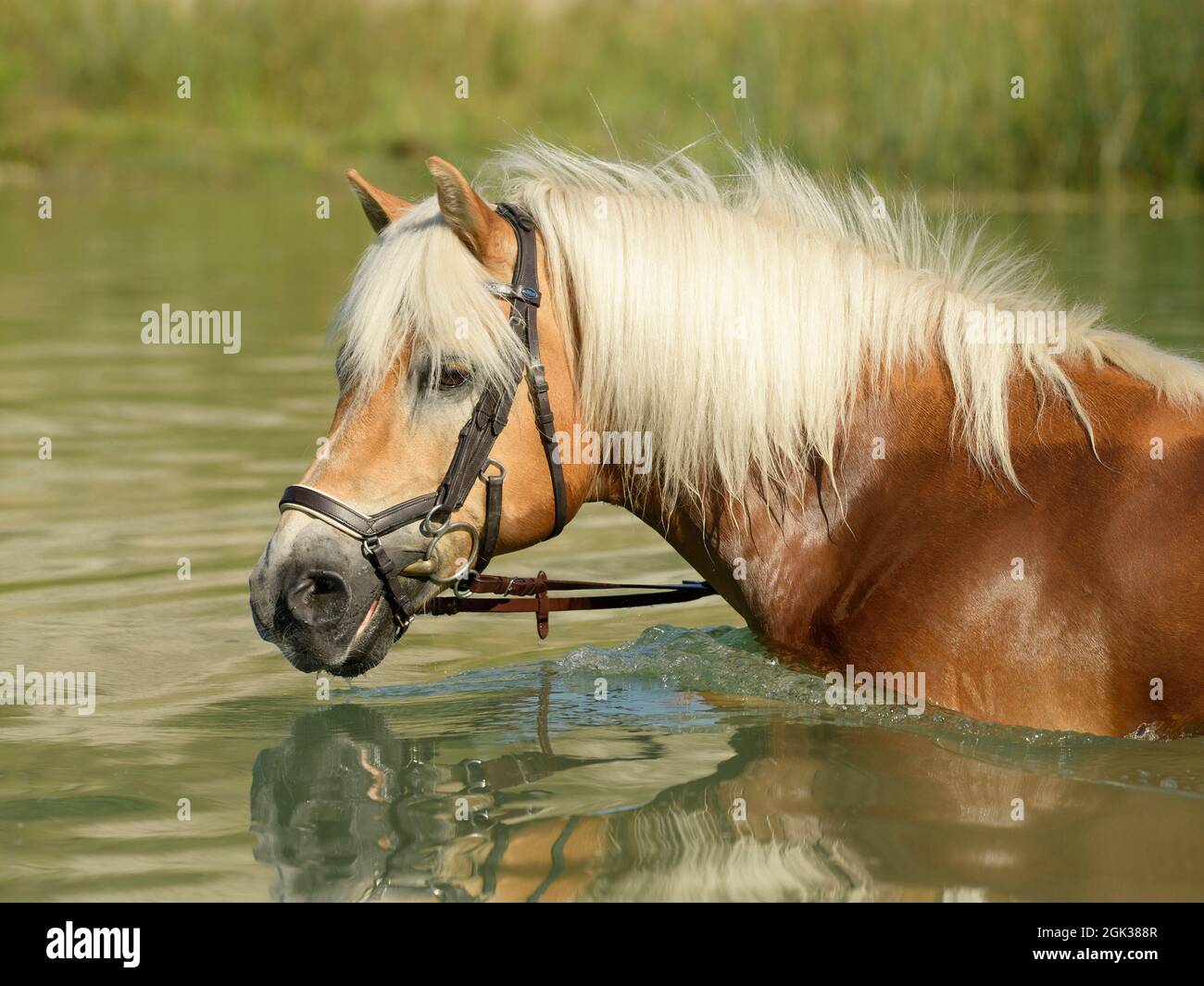 Haflinger Cavallo che stadning in un lago. Germania Foto Stock