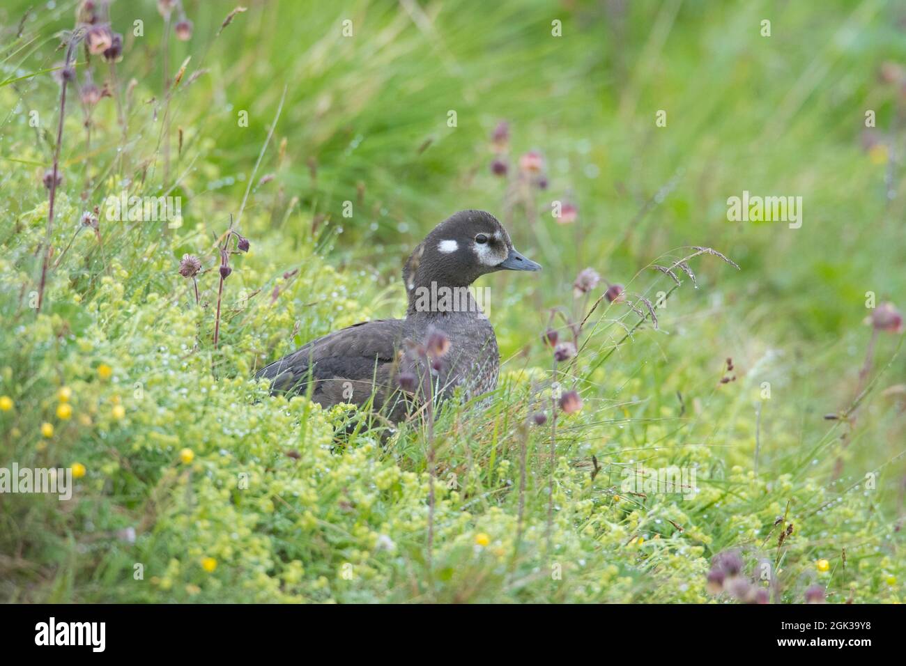 Anatra di Arlecchino (Histrionicus histrionicus). Stadndng femminile adulto in vegetazione. Islanda Foto Stock