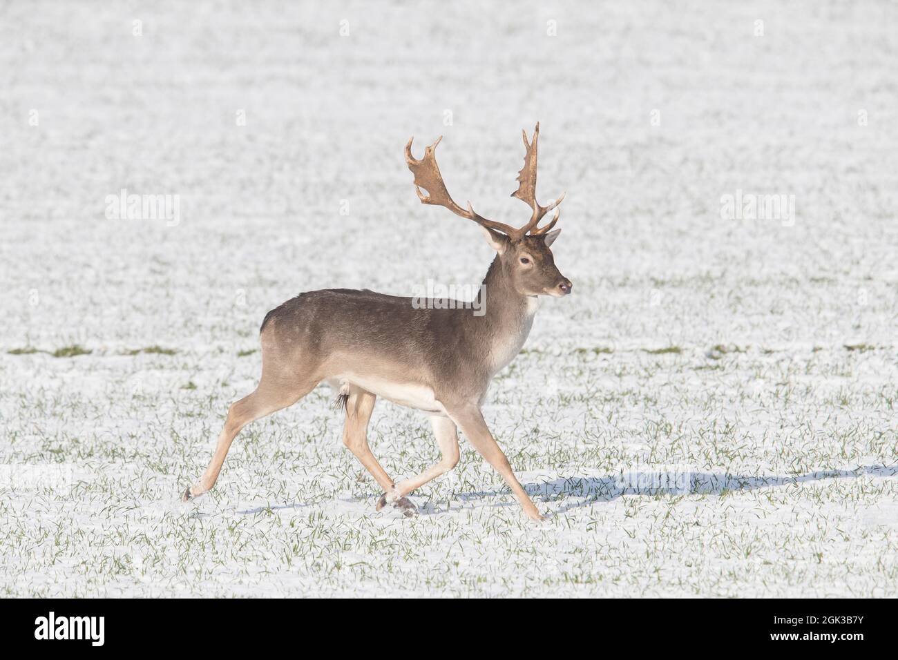 Cervo di Fallow (Dama dama). Lo Stag fugge sul campo innevato, inverno, Schleswig-Holstein, Germania Foto Stock