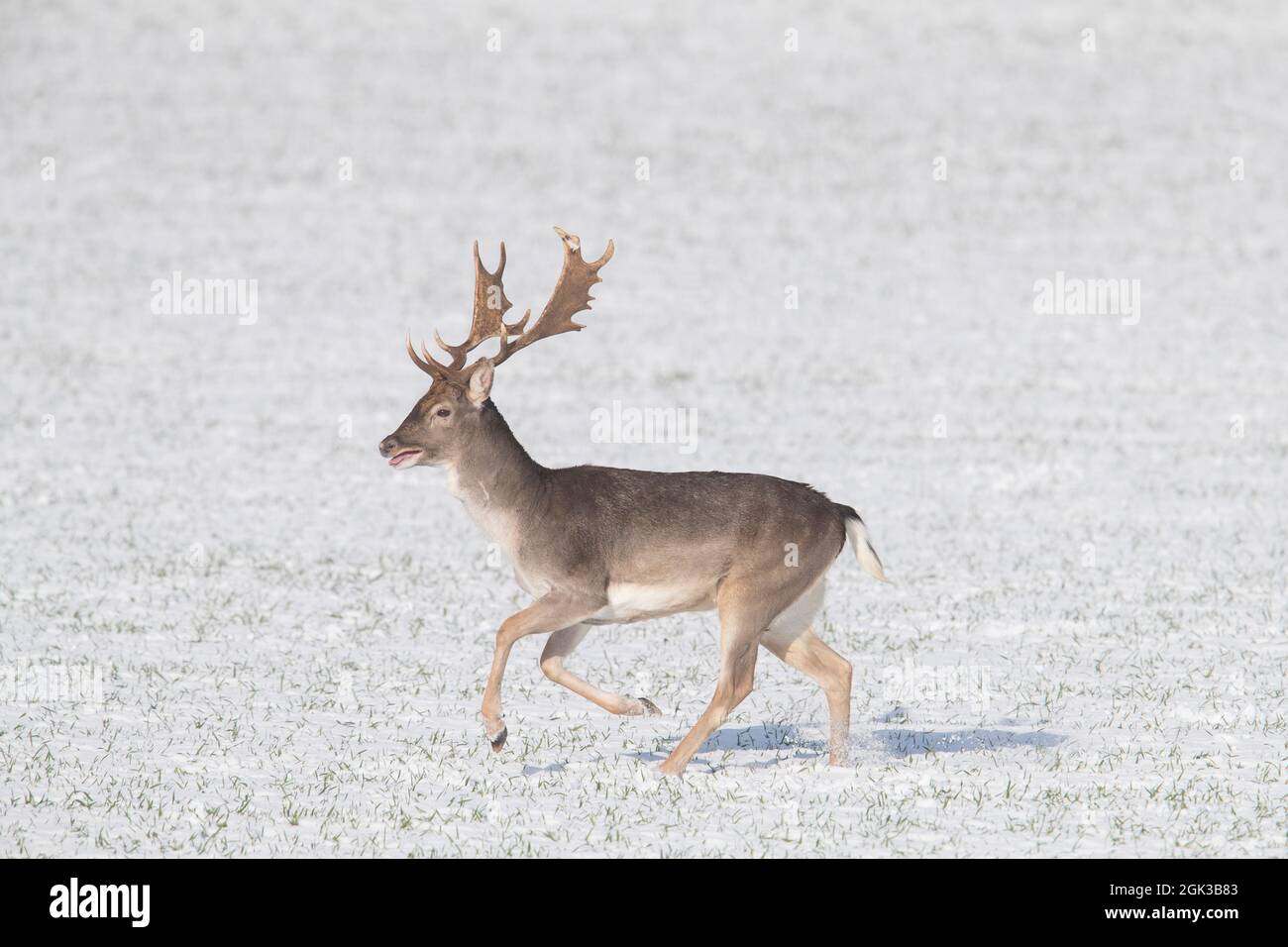 Cervo di Fallow (Dama dama). Lo Stag fugge sul campo innevato, inverno, Schleswig-Holstein, Germania Foto Stock