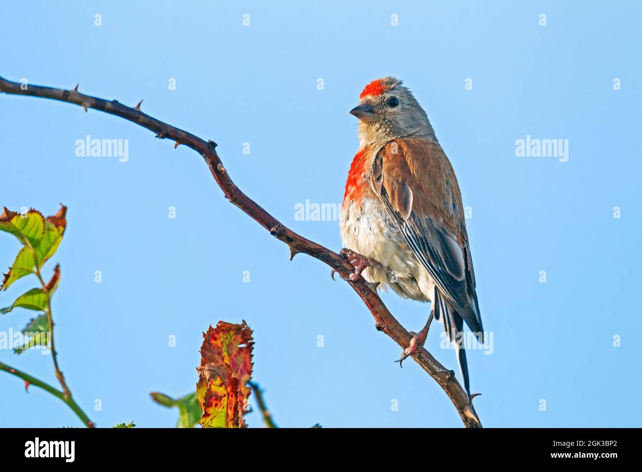 Linnet (Acanthis cannabina, Carduelis cannabina). Maschio adulto in allevamento piumaggio appollaiato su un ramoscello spinoso. Germania Foto Stock