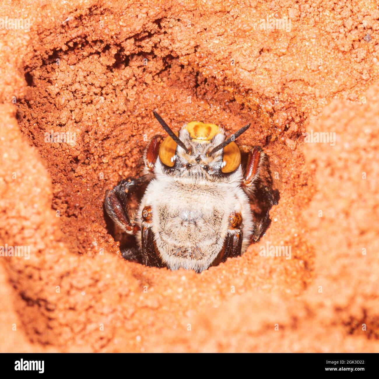 Una femmina Dawson's Burrowing Bee (Amegilla dawsoni) al suo burrow in un claypan, Kennedy Range National Park, Western Australia, WA, Australia Foto Stock